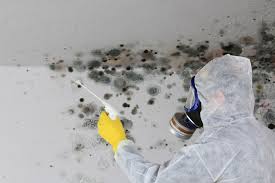 Reliable Bellwood, VA Mold Removal Solutions